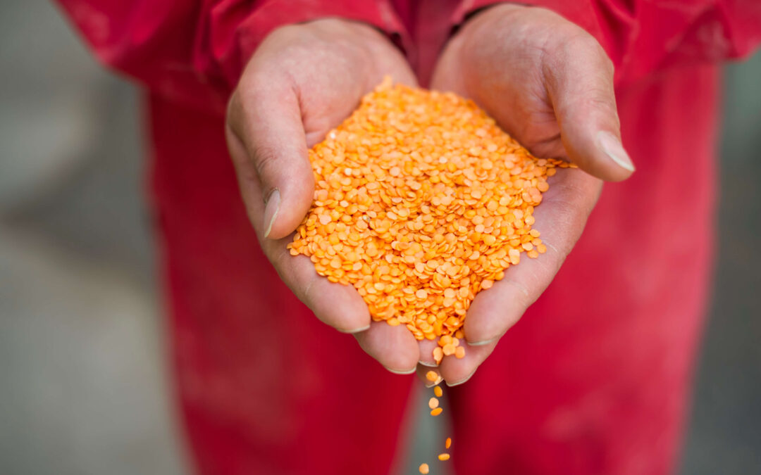 Protected: AGT Foods: Advancing Sustainable, Nutritious Food at Scale